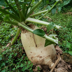 萝卜5斤恩施高山农家蔬菜现拔脆红皮白心萝卜可做泡菜包邮16人付款25