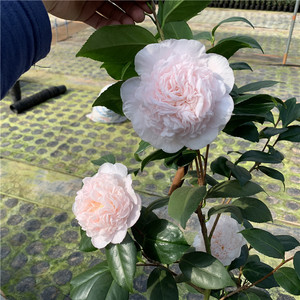 粉色茶花品种