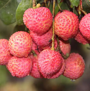 5斤包邮小核桂味荔枝新鲜水果广西荔枝妃子笑农家自产销现摘发货