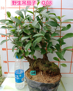 野生吊茄子盆景树桩 野生水果植物 室内盆栽防辐射绿植盆景盆栽