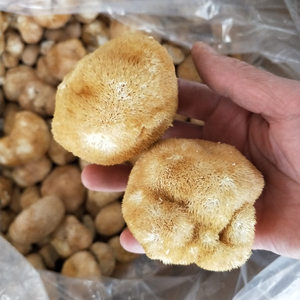 猴头菇新鲜干货500g新货猴头姑中药材 刺猬菌菌菇山猴头菌蘑菇