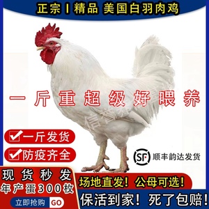 一斤白羽鸡肉鸡纯种大公鸡肉鸡小鸡苗巨型药引公鸡公鸡红玉鸡幼苗