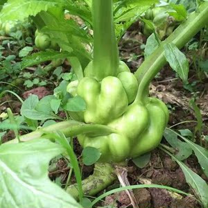 【超低价】四川榨菜头新鲜蔬菜8斤青菜头羊角菜农家自种现摘现发