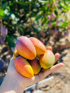 四川小贵妃芒果