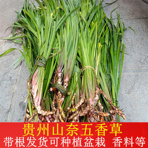 贵州三奈山奈五香草黎平榕江从江土特产香料随手香草茴香菖蒲250g
