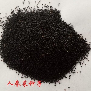 人参菜种子 土人参籽 特菜种苗土高丽参假人参土洋参蔬菜种孑四季