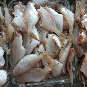 北部湾耗儿鱼小扒皮鱼新鲜冷冻剥皮鱼马面鱼500g6斤起包邮