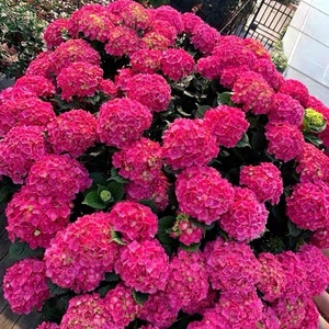 魔幻红宝石绣球