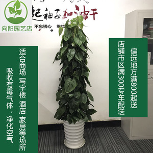 广州盆栽植物花卉心叶藤也叫心叶小绿萝除甲醛绿植净化空气好帮手