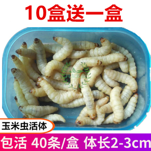 葡萄蜜虫活体玉米虫活虫大蜡螟鱼饵宠物绣眼画眉鸟食仓鼠爬宠饲料