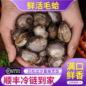 毛蛤蜊血蛤蜊毛蚶鲜活大赤贝水产贝类无沙花蛤文蛤海鲜