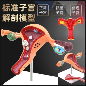 医学女性盆腔解剖模型生殖泌尿系统标本子宫妇科盆骨教学演示模具