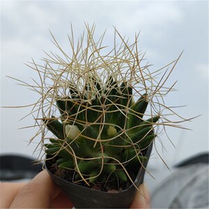 小呆瓜花草 长刺琴丝实生仙人球柔美爱开花 星星丸仙人球美观绿植