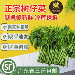 五指山野菜树仔菜