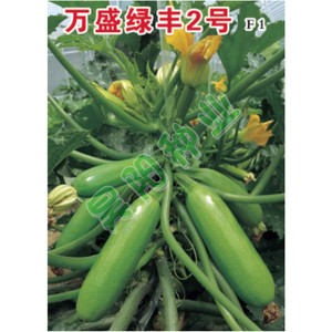 西葫芦种子耐低温中早熟品种万盛绿丰2号