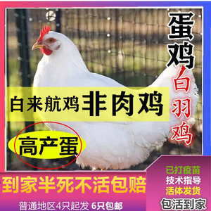 白来航鸡活苗白羽蛋鸡脱温苗小鸡苗母鸡公鸡土鸡苗活鸡产蛋鸡白皮