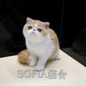 英短加菲猫幼猫活体纯种宠物猫加菲猫红虎斑加菲黄白加菲猫可上门