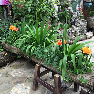 多肉石斛桑树根绿植盆栽枯树桩枯木创意木头花盆朽木摆件0人付款25