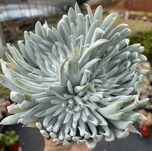 云南露养多肉 奴婢吉娜 阳台室内楼顶景观 吸甲醛 防辐射大颗盆栽