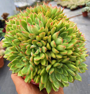 云南露养多肉 女雏群 阳台室内 吸甲醛 净化空气趣味美观大颗易栽