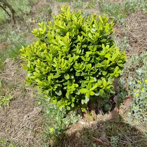 千年矮树苗盆栽