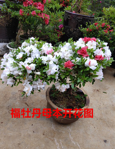 【天天园艺苑】皋月杜鹃花——福牡丹 紫龙之舞 月光庭院花卉植物