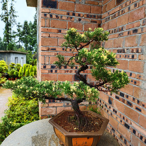 【天天园艺苑】真柏盆景素材苗 斑叶真柏盆栽 花柏 庭院彩叶 植物