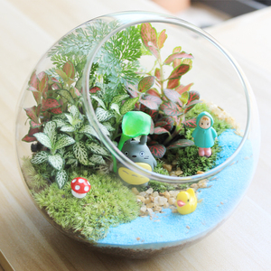 包邮苔藓微景观生态瓶创意办公室小盆栽迷你植物玻璃盆景diy绿植