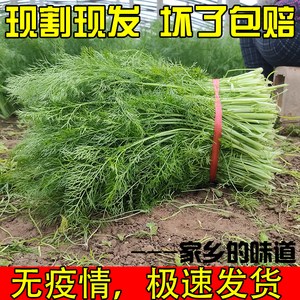 小茴香菜新鲜云南