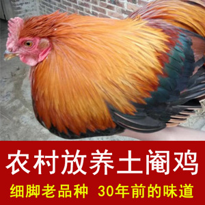 正宗农家散养老阉鸡土公鸡登鸡阉公鸡线鸡新鲜白切太监鸡新鲜现杀