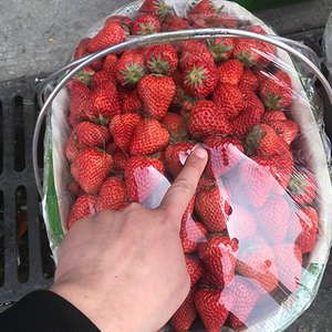 草莓新鲜奶油味