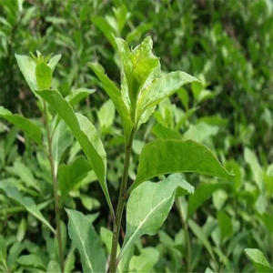【苟杞菜】苟杞菜品牌,价格 阿里巴巴