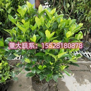 四川栀子花苗绿植小叶四季开花枝子花树苗阳台室内盆栽花卉植物