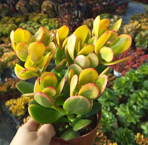 玉树黄金花月老桩