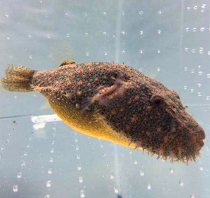 野生南美活体观赏鱼毛毛狗头淡水鱼潜水鱼