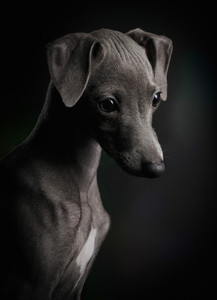 纯种意大利小灵缇犬迷你小型犬伴侣犬网红同款格力犬活体细犬幼犬