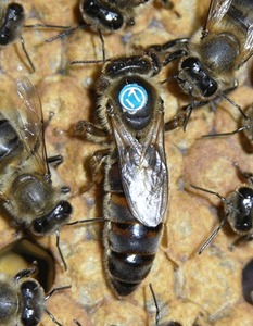 黑美意蜂王 带子脾蜂群笼蜂群蜜蜂种王蜜型王新开产王纯种处女王