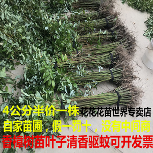 香樟树苗大小叶四季常青清香驱蚊风景工程防虫南北方耐寒绿化苗木