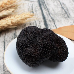 川野新鲜黑松露 云南特级块菌鲜货 猪拱菌新鲜蘑菇土特产