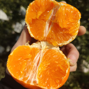 柑橘新贵明日见新品纯甜无酸5斤/8斤整箱包邮水果多汁新鲜