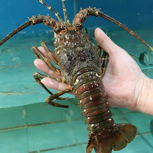 深海生猛鲜活小青龙 海鲜水产澳洲大龙虾