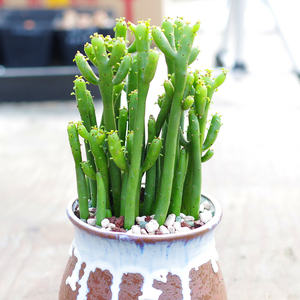 光棍树超大珊瑚棒开花多肉植物稀有新室内阳台花卉防辐射盆栽奇趣