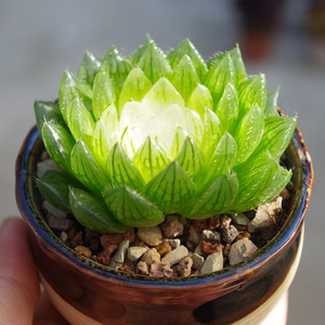 多肉植物稀有冰心水晶莲玉露药锦带盆栽好室内桌面防辐射绿植花卉