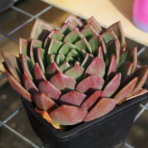 粉色多肉植物进口香槟室内阳台防辐射绿植净化空气花卉带盆栽好花