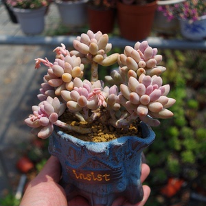 5023人付款淘宝开花仙人球宝山属雪丽山粉色阳台绿砂香格里拉红姑娘