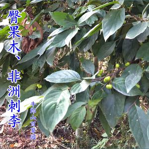 非洲刺李根入药新鲜臀形果实臀果木树叶子木虱罗木虱槁荷包李树皮