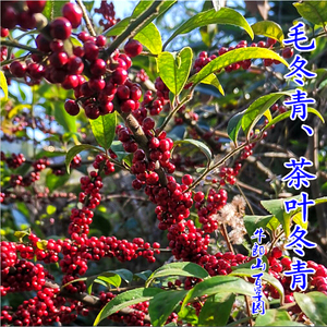 50善珂堂旗舰店天猫新鲜天然中药材大叶苦丁茶 毛冬青茶 苦甘叶500g