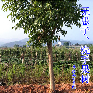 黄金树洗手果果实无患子肥珠子新鲜肥皂树目浪树根油罗树假龙眼叶