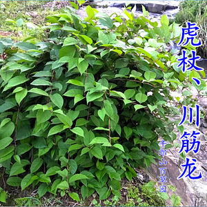 虎杖苗花斑竹叶子酸筒杆酸汤梗川筋龙茎枝斑杖根黄地榆虎杖根入药
