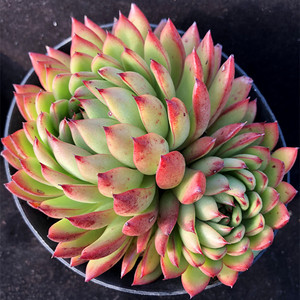 血樱东云一物一拍多肉植物圣诞杂交蜡质感大群生室内阳台绿植盆栽